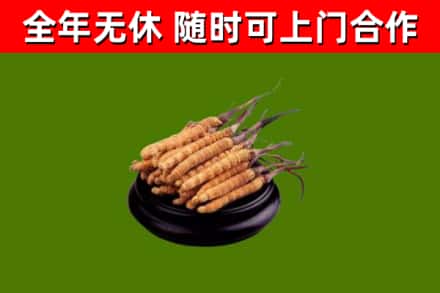 高淳回收冬虫夏草