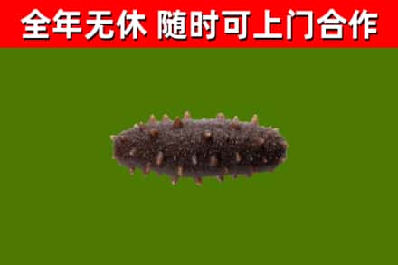 高淳回收海参干